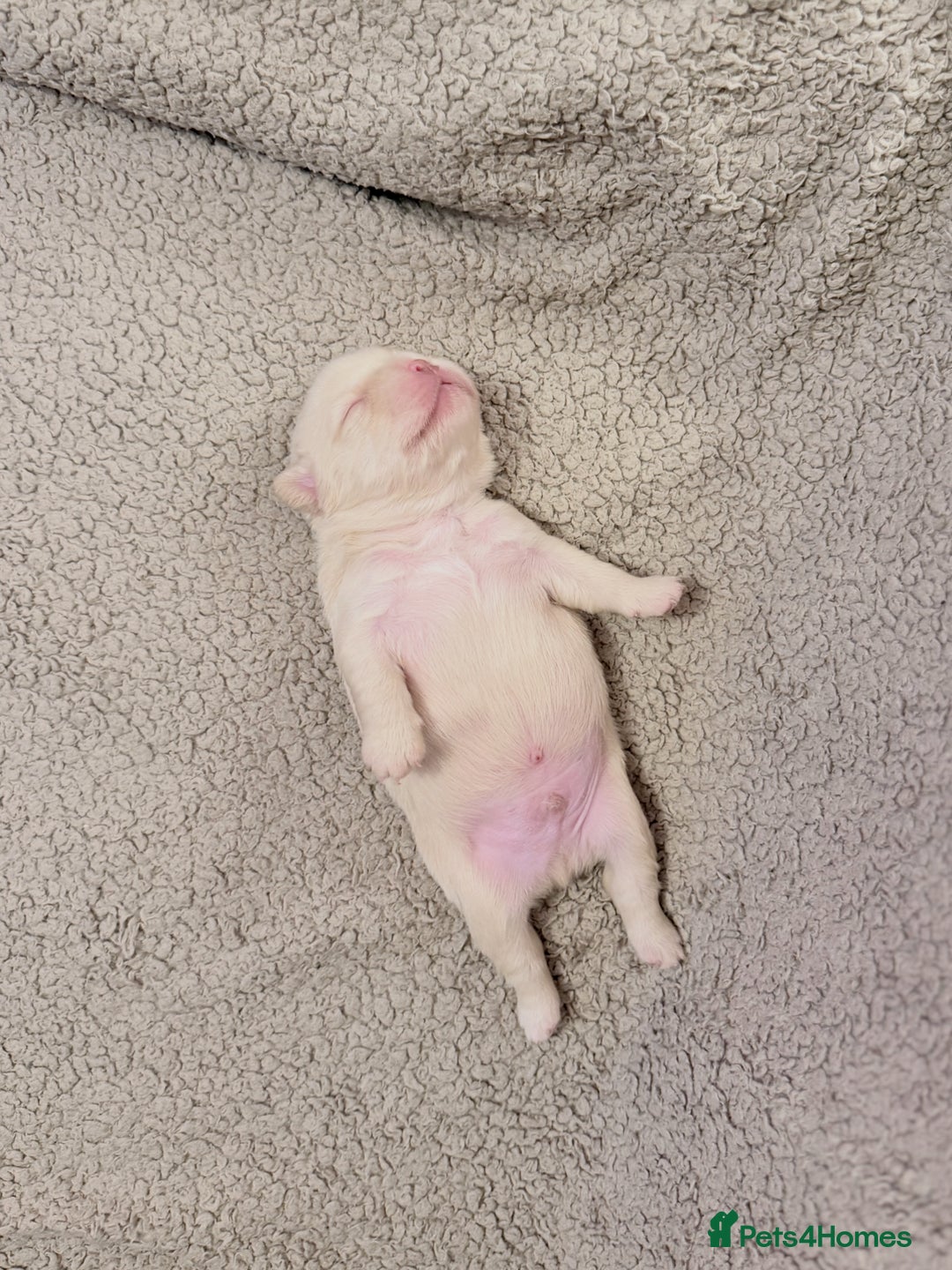 French Bulldog dogs for sale: 🔥Outstanding Quality Fluffy Frenchies🔥 - Advert 18