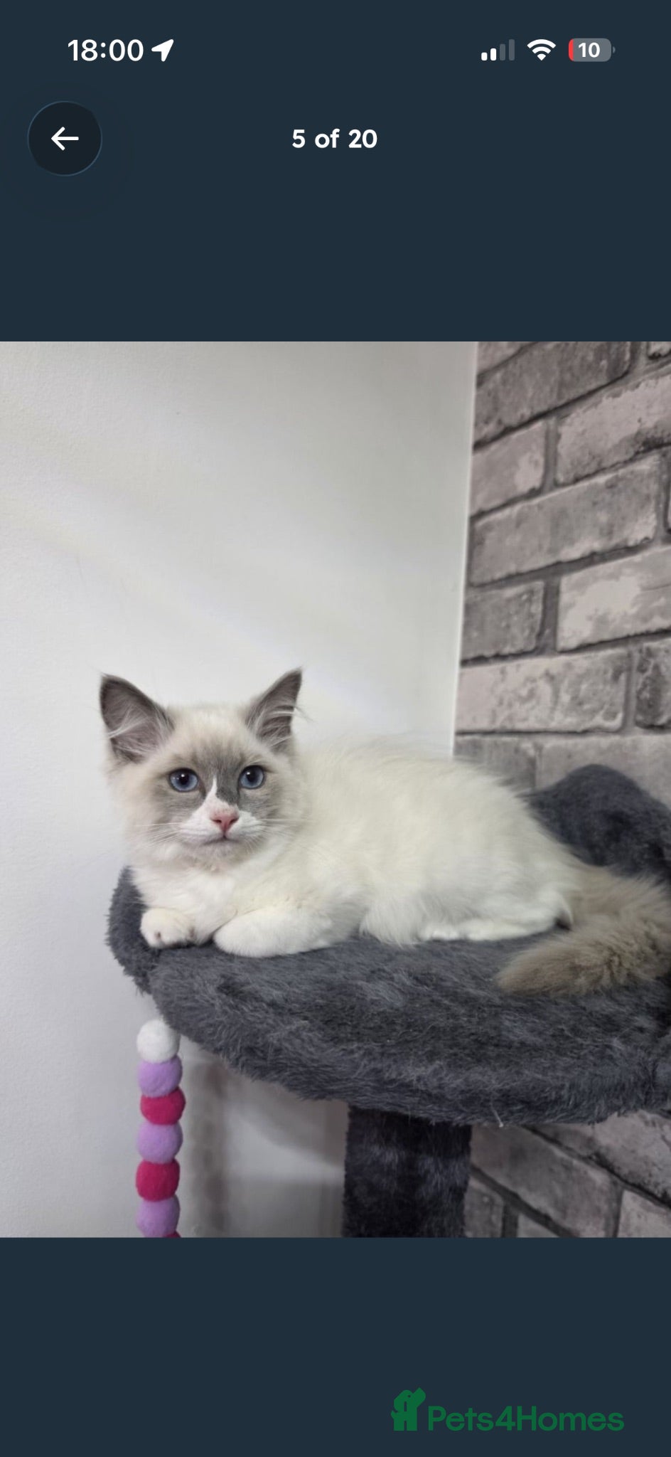 Ragdoll cats Bi colour ragdoll kitten  - Advert 1