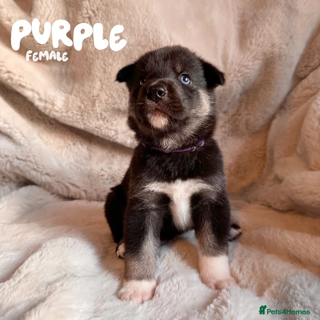 Shepsky dogs for sale: Outstanding Family-Raised Puppies - Advert 18