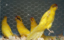 Parakeets birds for sale: kakariki parrots - Image 4