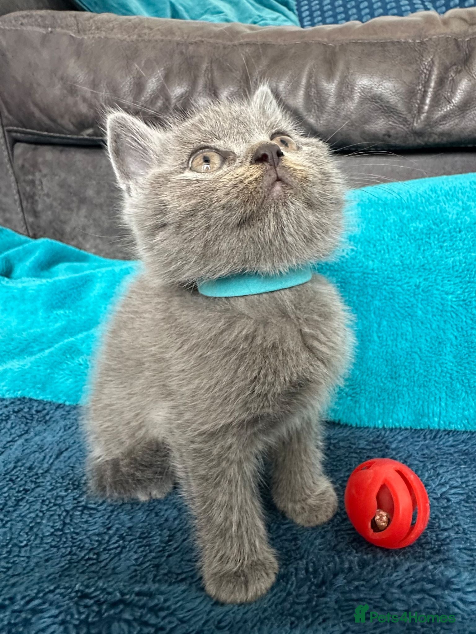 British Shorthair cats Beautiful British Shorthair 2 Boys and 2 Girls - Advert 2