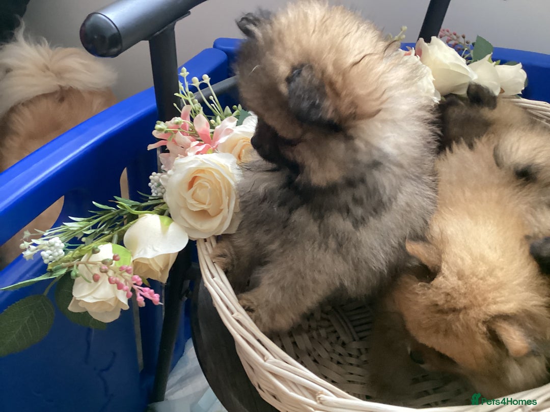 Pomeranian dogs for sale: READY NOW! kc reg STUNNING Pomeranian puppies  - Image 35