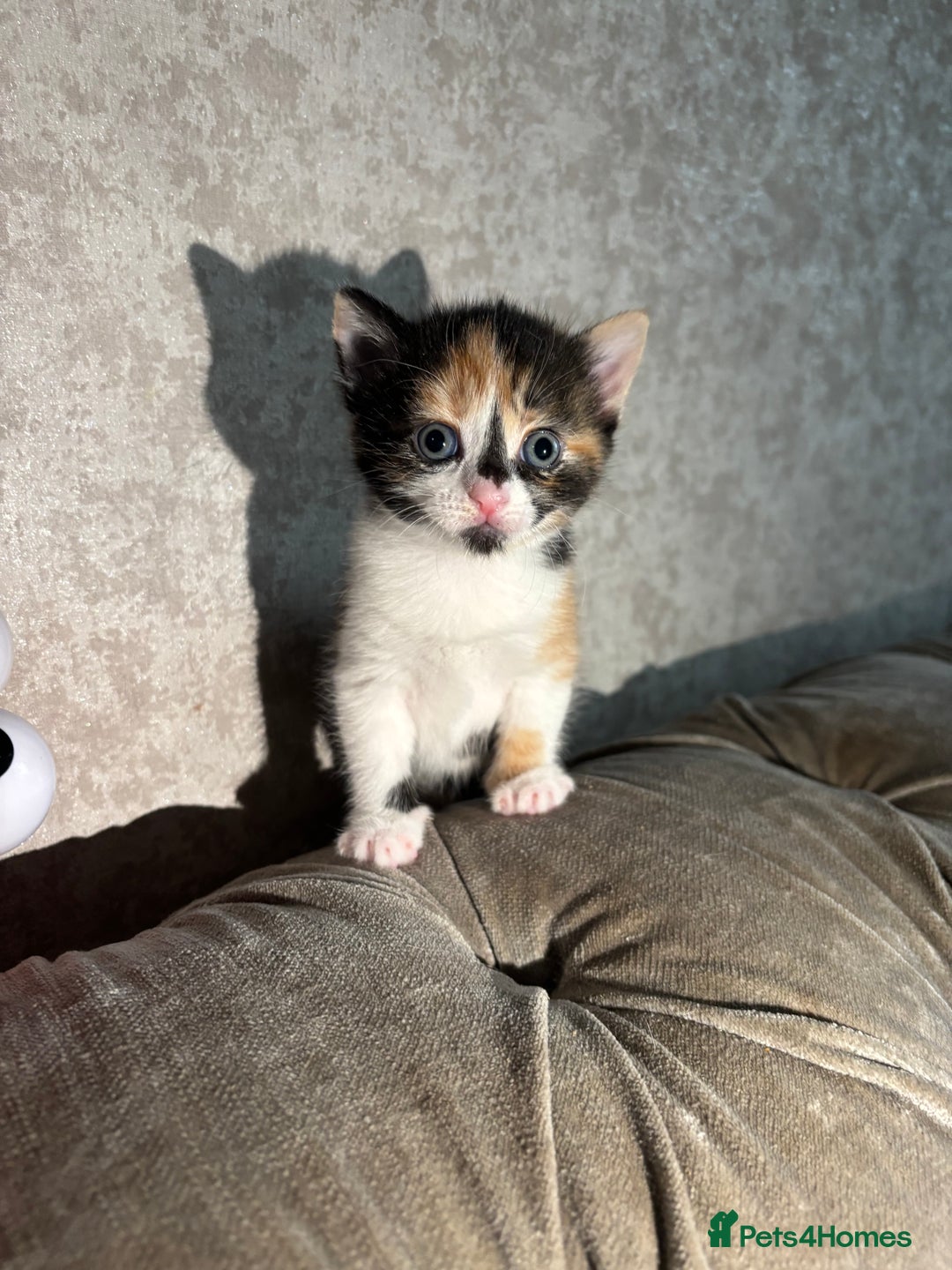 Mixed Breed cats for sale: 3 Gorgeous Kittens - Advert 3