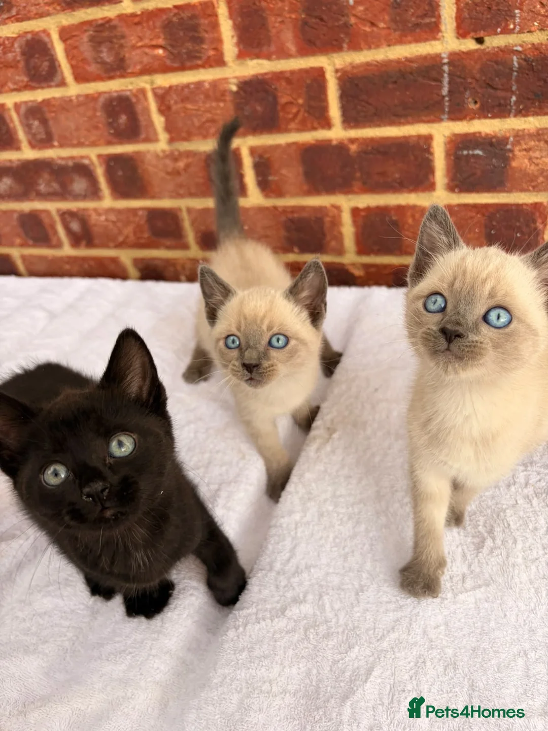 Ragdoll cats for sale: 3 beautiful male kittens in Ipswich - Advert 2
