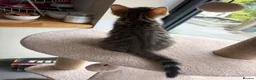 Mixed Breed cats for sale: Mixed breed with bengal in Eastleigh - Advert 14