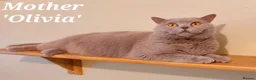 British Shorthair cats for sale: ⭐️ Exceptional GCCF registered kittens ⭐️ in Abertillery - Advert 17