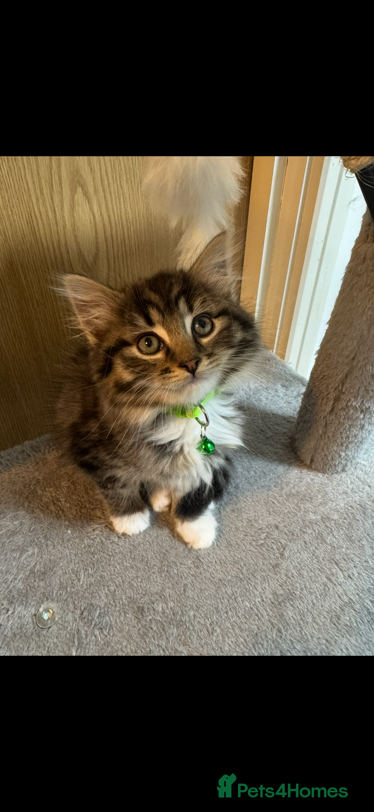 Mixed Breed cats 🌟 Gorgeous Fluffy Longhair Tabby Boy – 9 Weeks  - Advert 17