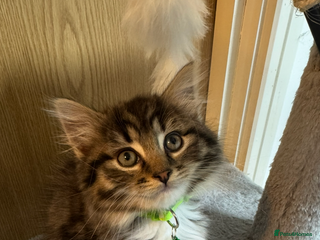 Mixed Breed cats 🌟 Gorgeous Fluffy Longhair Tabby Boy – 9 Weeks - Advert 1