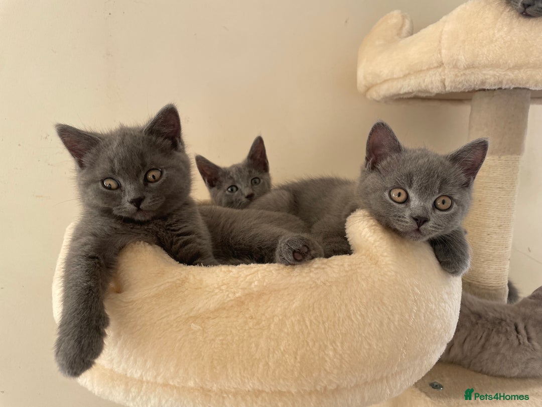 Russian Blue cats for sale: Gorgeous Russian blue/British Shorthair kittens - Advert 23