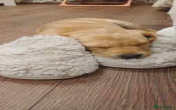 Labrador Retriever dogs for sale: 3 Puppies Available 🐶🐶🐶  - Image 3