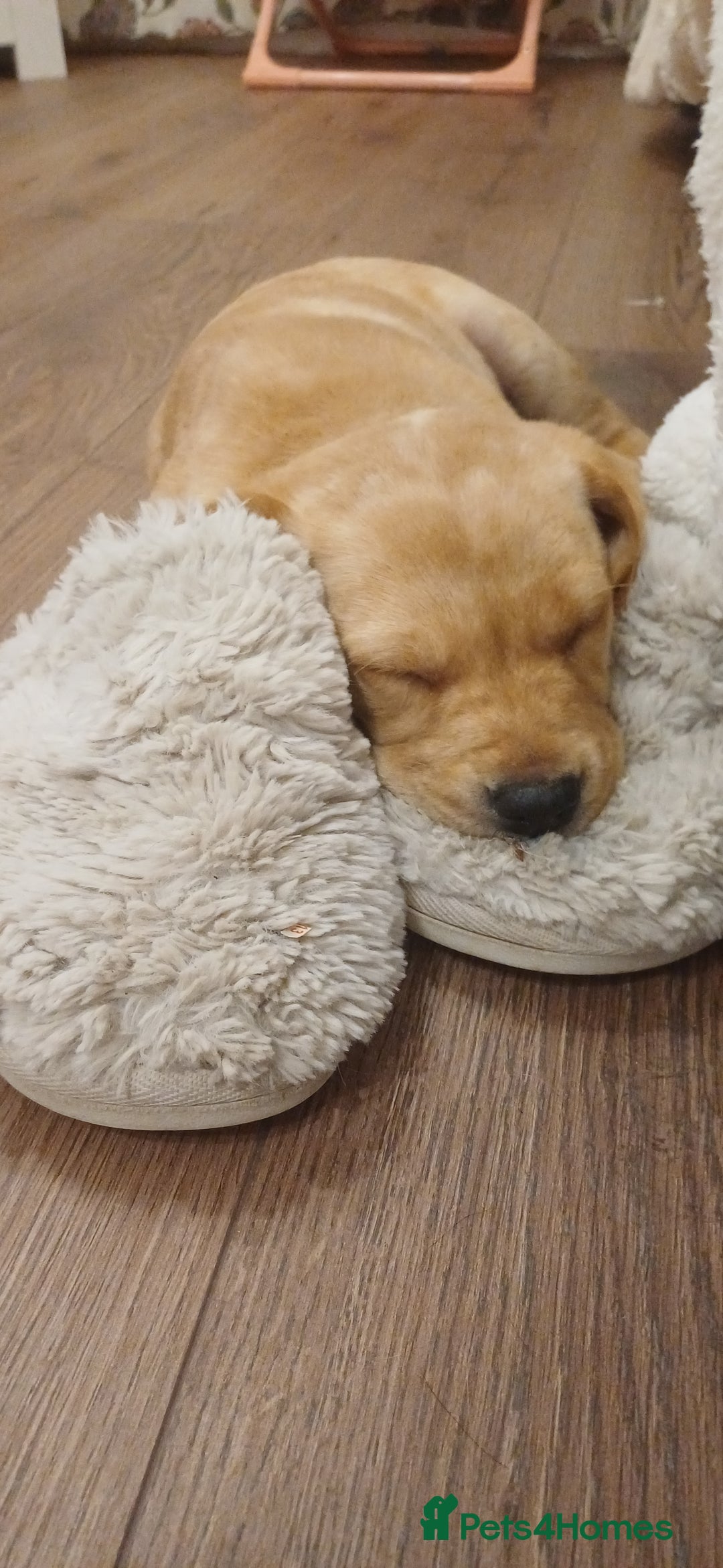 Labrador Retriever dogs for sale: 3 Puppies Available 🐶🐶🐶  - Image 3
