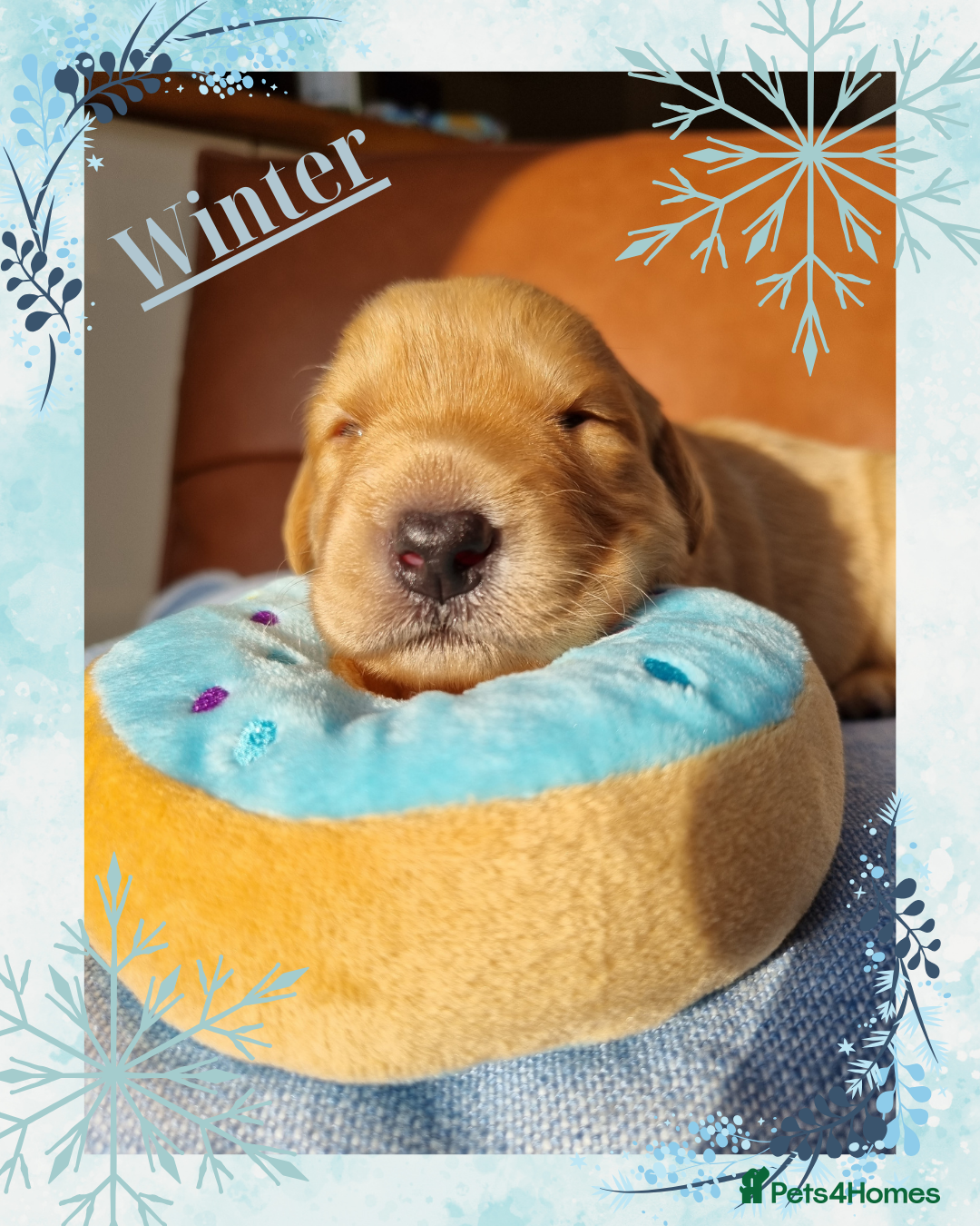 Australian Labradoodle dogs for sale: Stunning red F1b Australian Labradoodle puppies  - Image 18