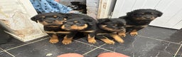 Rottweiler dogs for sale: *** Pedigree Rottweilers due 4th dec*** - Advert 13