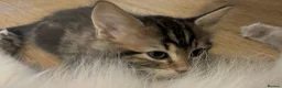 Ragdoll cats for sale: Pair of Ragdoll/Tabby Kittens ..... Bear & Tia  - Advert 17