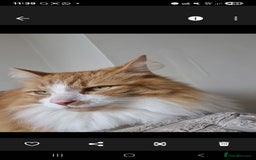 Turkish Angora cats for sale: 11 year old neutered Female Turkish Angora - Image 2