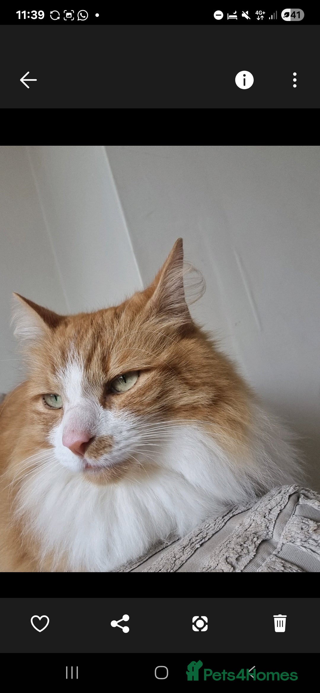 Turkish Angora cats for sale: 11 year old neutered Female Turkish Angora - Image 2