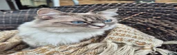 Ragdoll cats for sale: Ragdoll kittens looking for their forever home - Advert 8