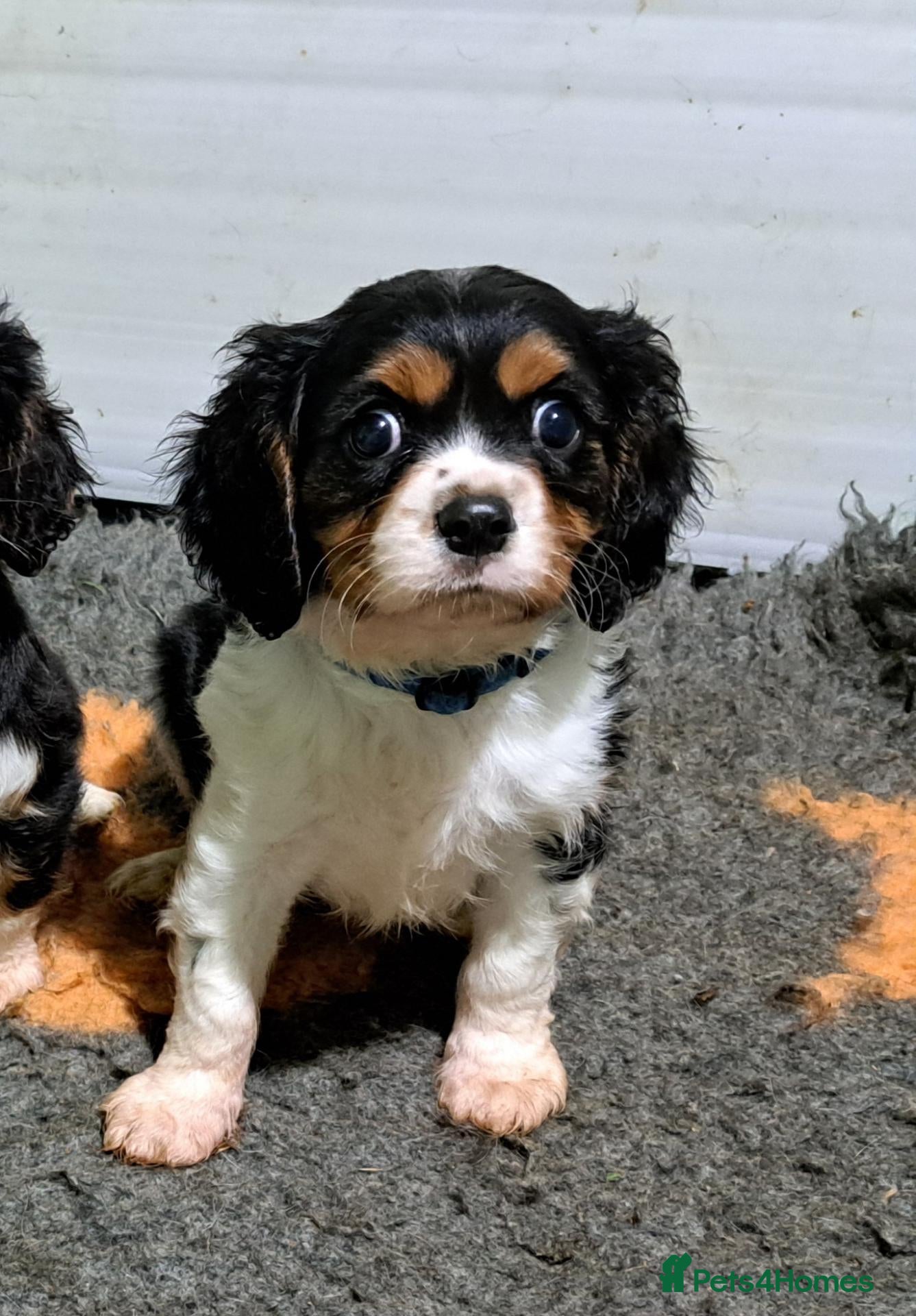 Cavalier King Charles Spaniel dogs Beautiful Tri-Colour Cavalier King Charles Puppies - Advert 2