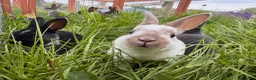 Rex rabbits for sale: Baby Pedigree mini Rex - vaccinated  - Advert 3