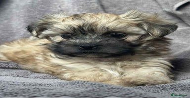 Maltipoo dogs - Advert 10