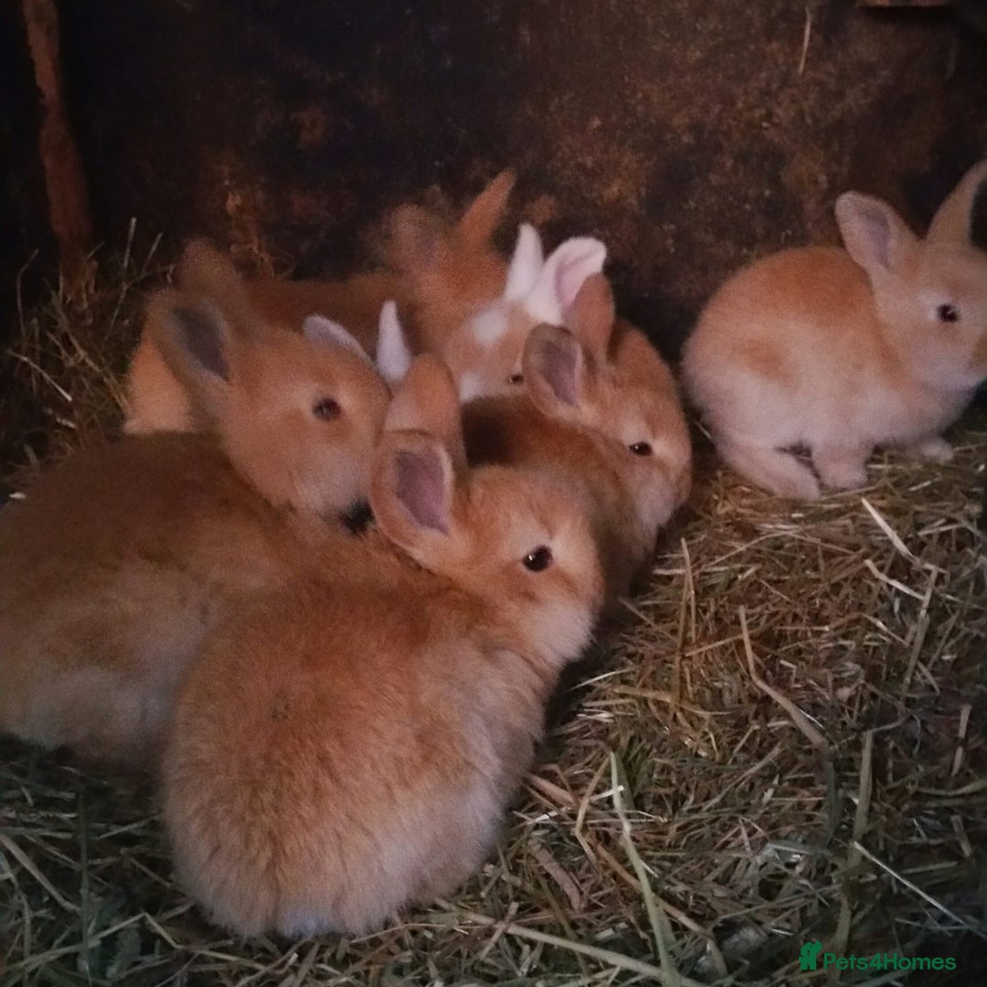 Continental Giant rabbits for sale: Pure Continental Giants  VACCINATED 3 in 1 Reserve - Advert 6