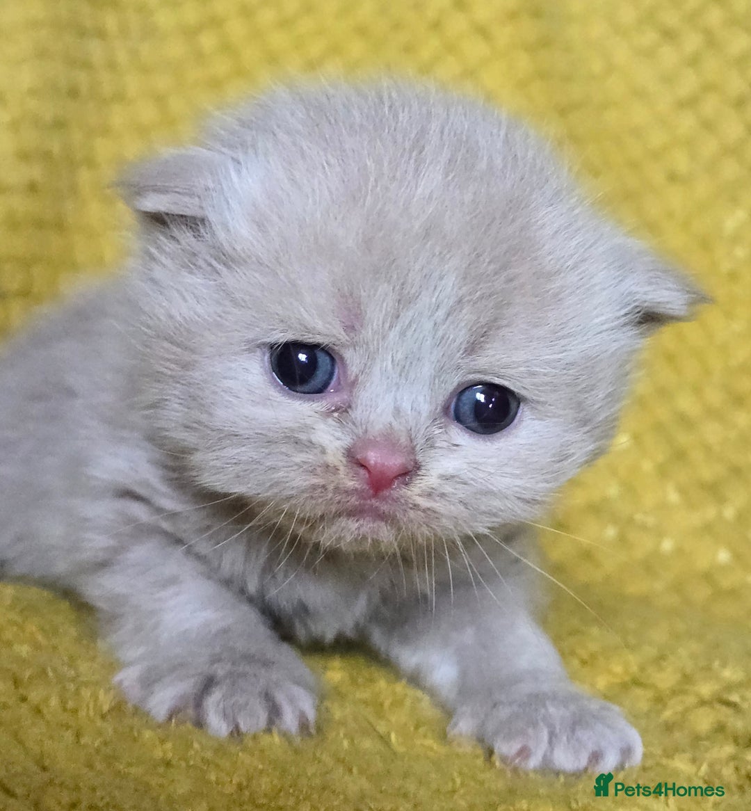 British Shorthair cats for sale: 1 BOY LEFT TICA reg BSH and BLH kittens - Advert 26