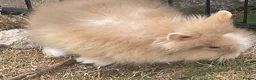 Lionhead rabbits for sale: Pure Lionhead bunnies  - Advert 3