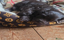 Cocker Spaniel dogs for sale: Cocker Spaniel Show type Chocolate Puppies  - Image 2