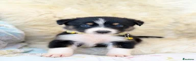Bernese Mountain Dog 8
