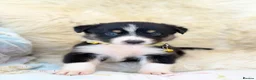 Bernese Mountain Dog dogs for sale: Stunning boy and girls available  - Advert 9