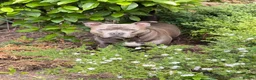 Staffordshire Bull Terrier dogs for stud: KC Registered Staffordshire Bull Terrier Stud - Advert 2