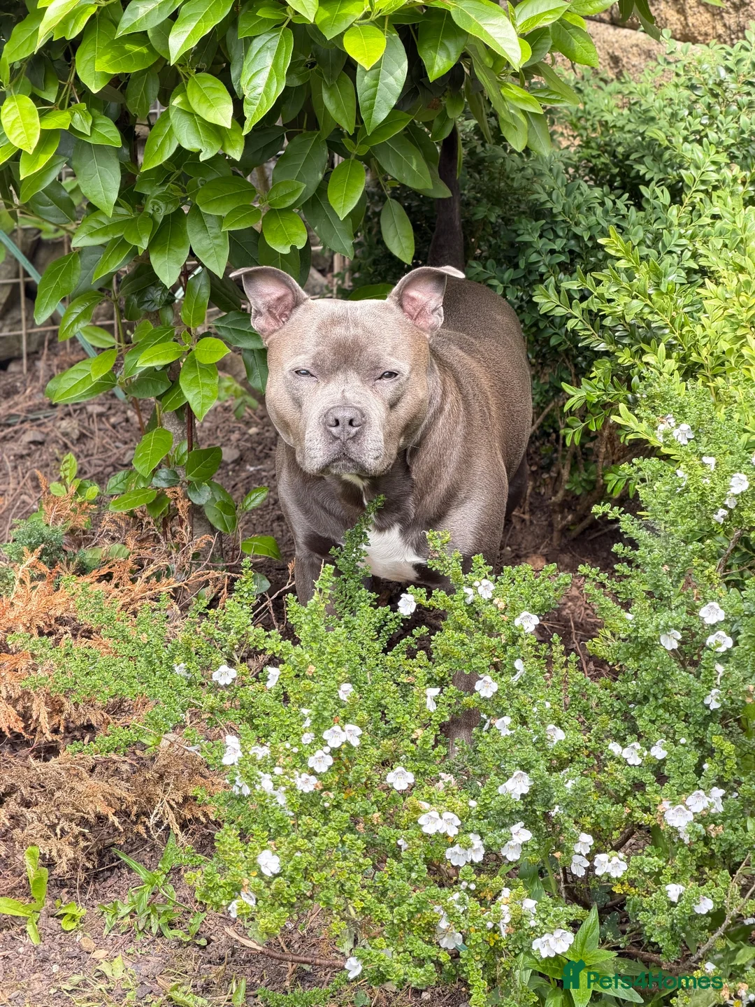 Staffordshire Bull Terrier dogs for stud: KC Registered Staffordshire Bull Terrier Stud - Advert 2