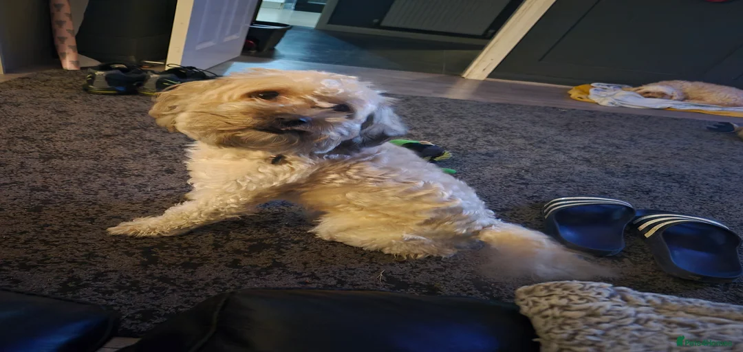 Gallery Image {{count}}