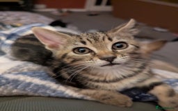 Mixed Breed cats for sale: Kittens - Image 2