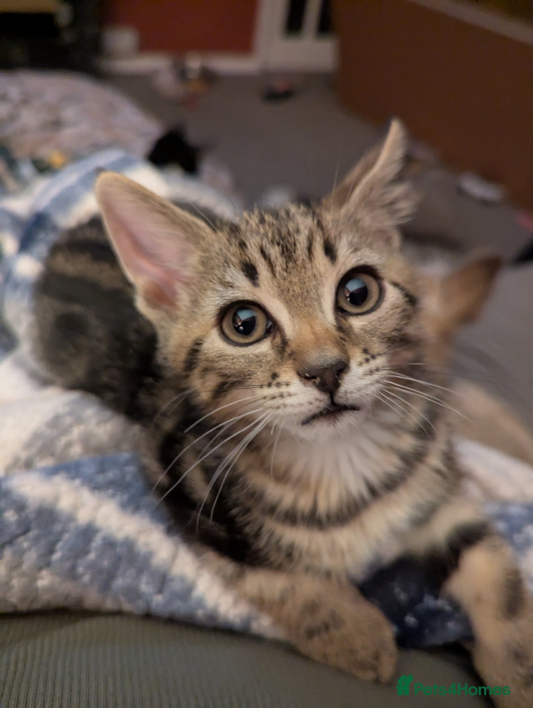 Mixed Breed cats for sale: Kittens - Image 2