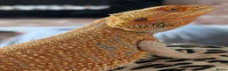 Bearded Dragon reptiles for sale: Breeding pair of bearded dragons ( proven ) in Barnsley - Advert 3
