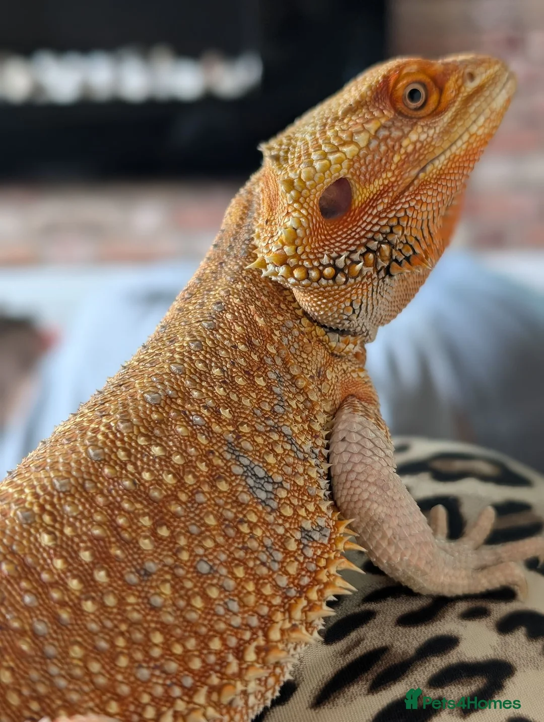 Bearded Dragon reptiles for sale: Breeding pair of bearded dragons ( proven ) in Barnsley - Advert 3