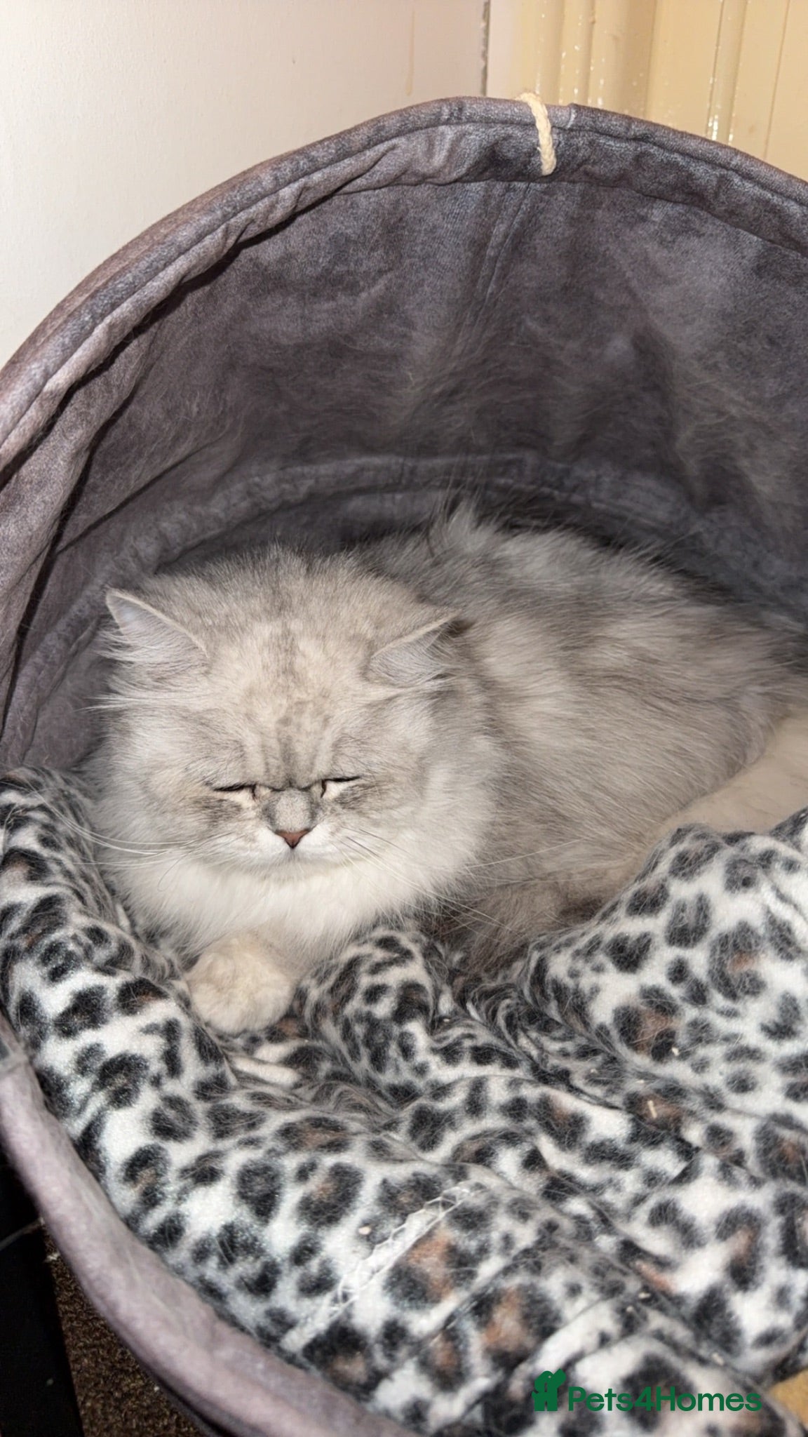 Persian cats *URGENT* Beautiful Male Persian cat - Advert 1