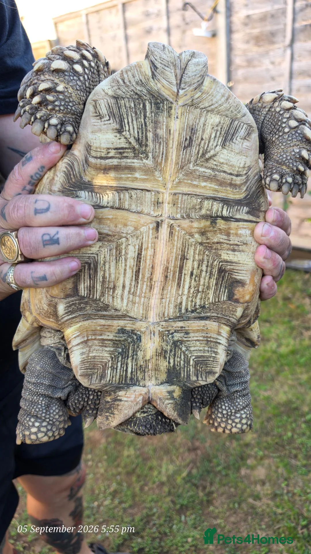Tortoise reptiles for sale: 5yr old male sulcata tortoise  - Advert 6