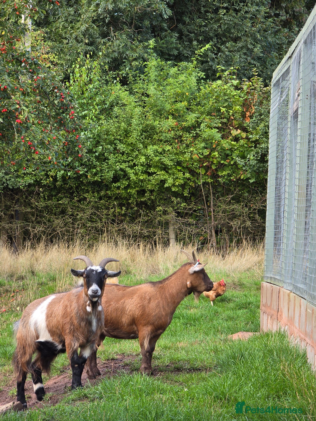 Goats livestock for sale: Four lovely pygmy goats for sale - Image 7