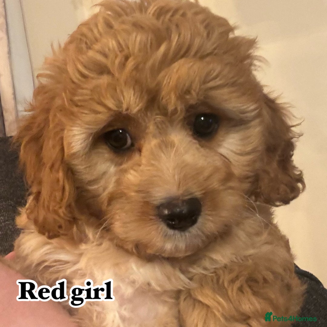 Cavapoo dogs for sale: Lovely family bred cavapoos - Advert 6