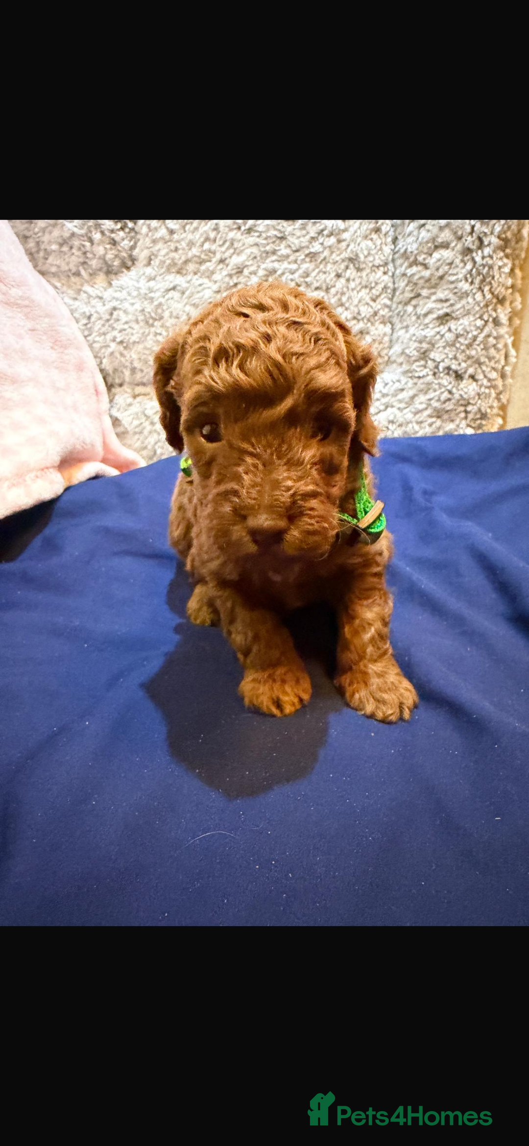 Cavapoo dogs for sale: beautiful cavapoo puppies ready to leave soon❤️ - Advert 3