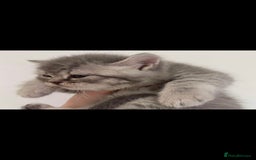 British Shorthair cats for sale: British shorthair tabby kitten - Image 2