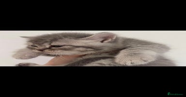 British Shorthair cats - Advert 5