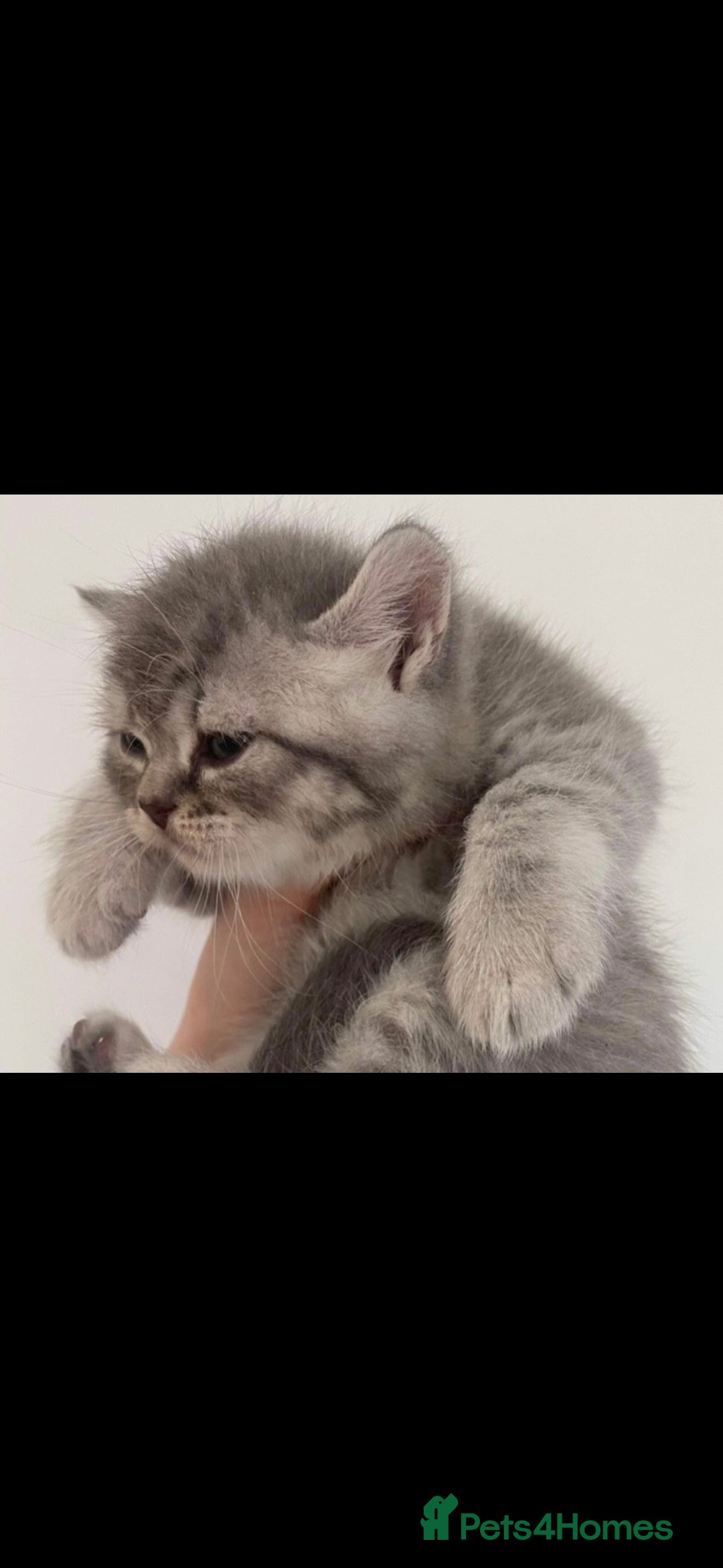 British Shorthair cats for sale: British shorthair tabby kitten - Image 2
