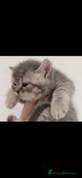British Shorthair cats - Advert 4