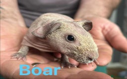 Guinea Pig rodents for sale: Skinny Pig Boars  - Image 4