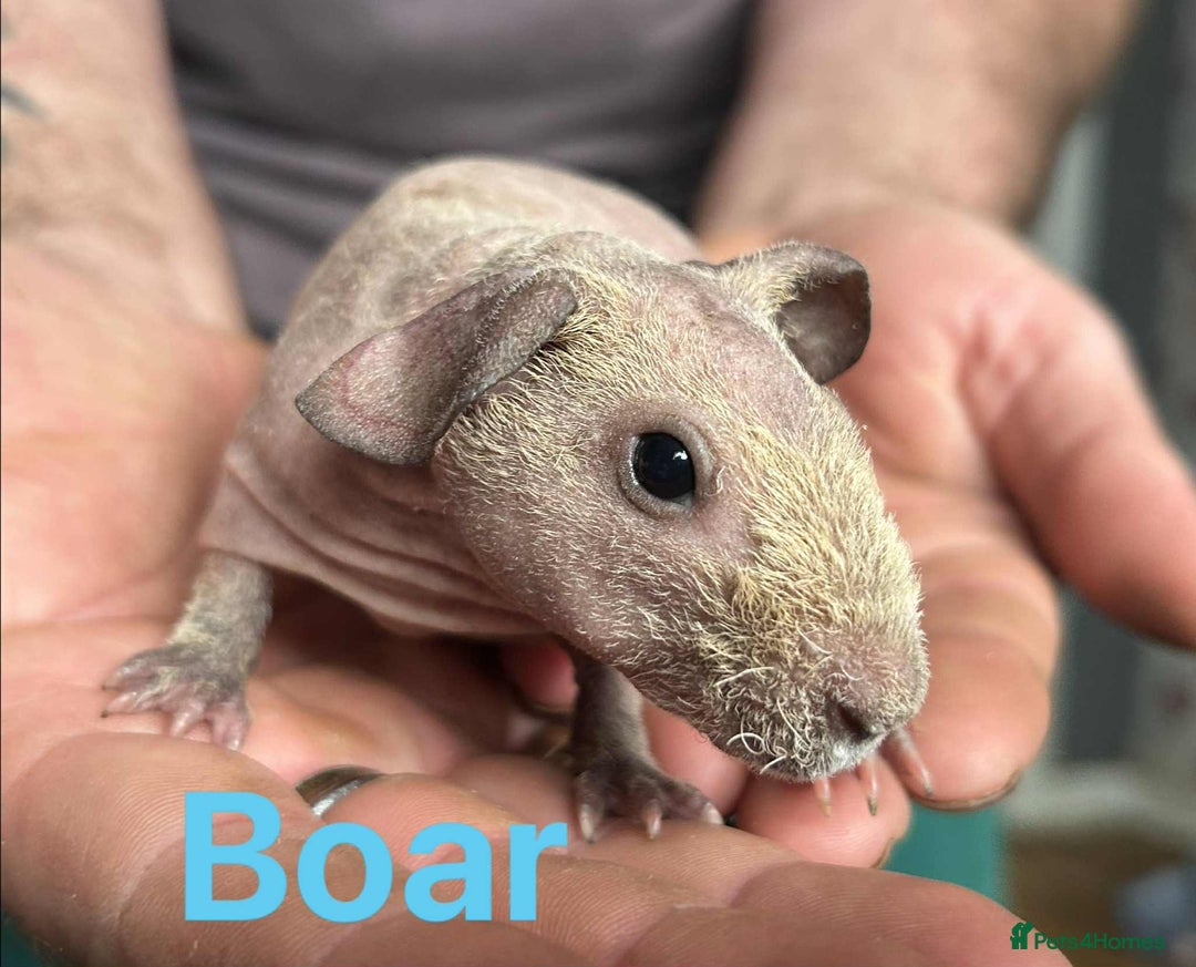 Guinea Pig rodents for sale: Skinny Pig Boars  - Image 4