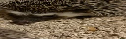 Pygmy Hedgehog rodents for sale: Breeding Pair Pygmy Hedgehogs Emergency Rehoming - Advert 13