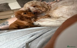 Cocker Spaniel dogs for sale: 🐾💖Perfect 9 week old red show cocker spaniel - Image 4